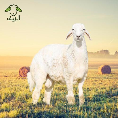 حري هرفي وسط (12- 14) كيلو