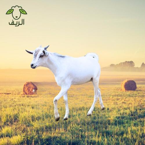 تيس تربية ( 10-12 ) كيلو