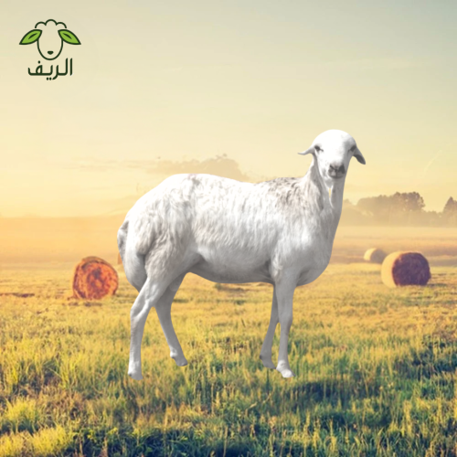 رفيدي تربية ( 16-17 ) كيلو