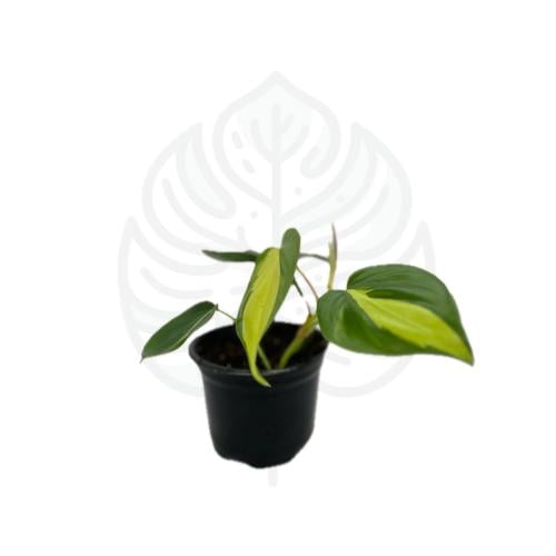 فيلودندرون برازيلي