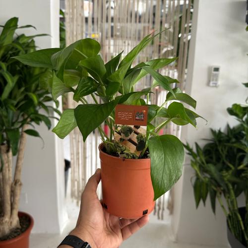 بوتس اصيص 12 سم