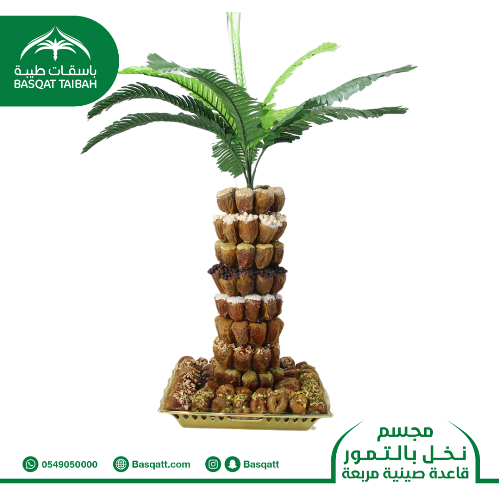 SALSATION レギンス サルセーション Palm Tree Sabal Palm | Medium Tree Seedling – The Jonsteen Company