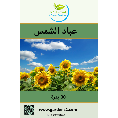 بذور عباد الشمس