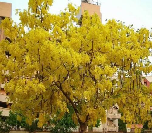 بذور كاسيا فستيولا - خيار شمبر ( Cassia fistula )