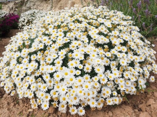 بذور القحويان - الاقحوان البري ( Anthemis deserti...