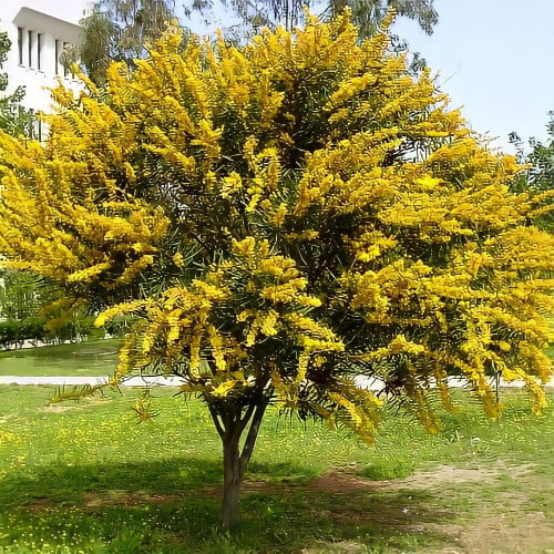 بذور اكاسيا سالجينا