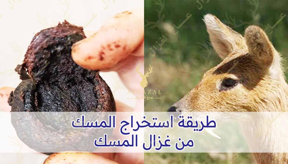 طريقة استخراج المسك من غزال المسك | دليل كامل بالصور و الاسعار