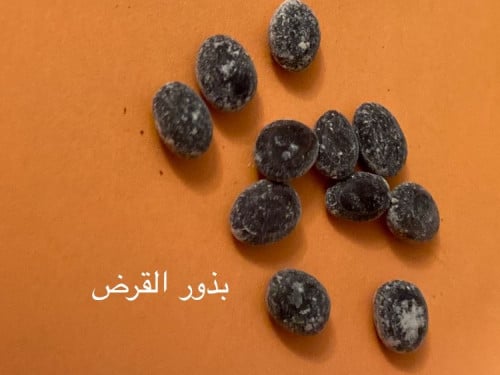 بذور شجرة القرض 10بذرات