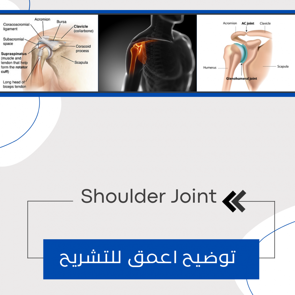 مجسم كتف