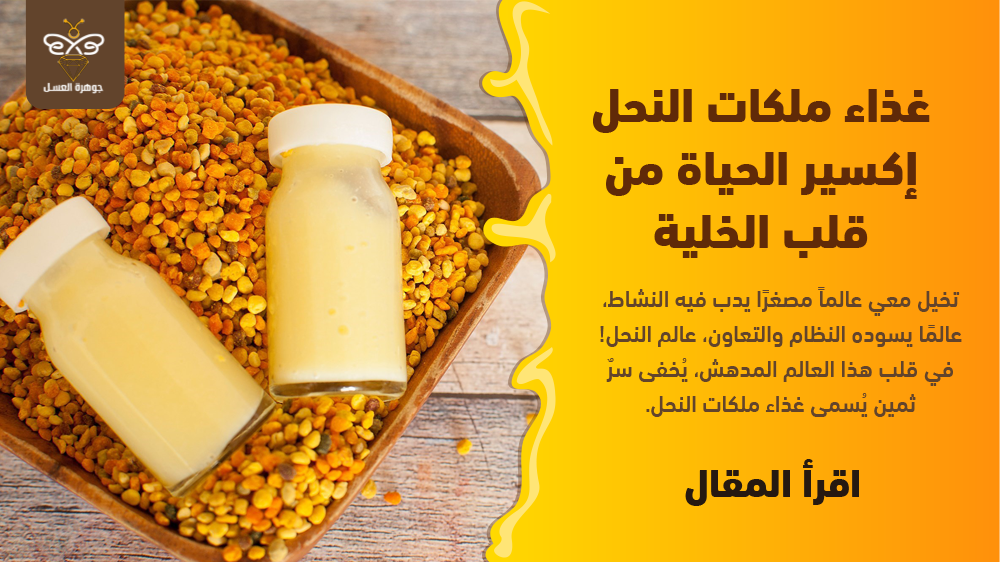 غذاء ملكات النحل إكسير الحياة من قلب الخلية