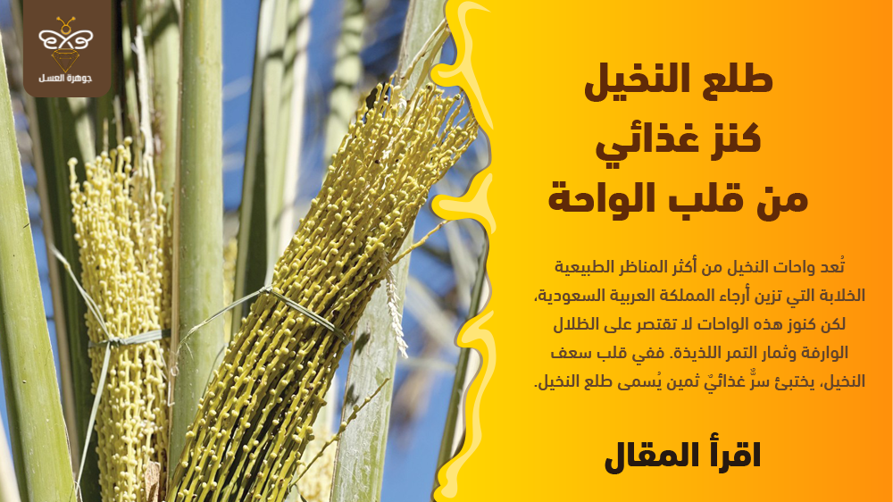 طلع النخيل كنز غذائي من قلب الواحة