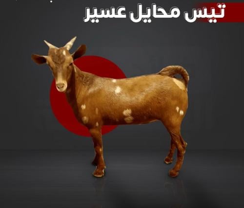 تيس اضحية
