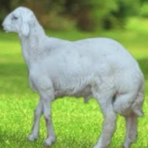 أضحية حري وسط عمر 7 شهور