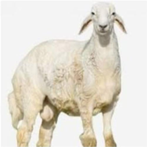 اضحية حري وسط عمر 6 شهور