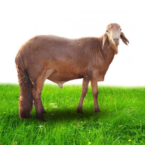 خروف سواكنى وسط