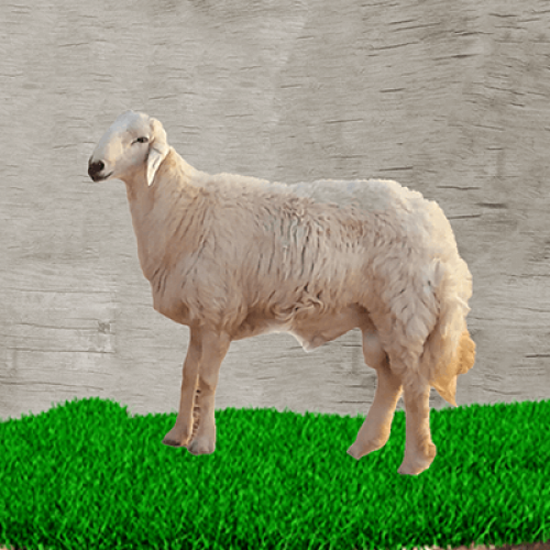 خروف حرى كبير