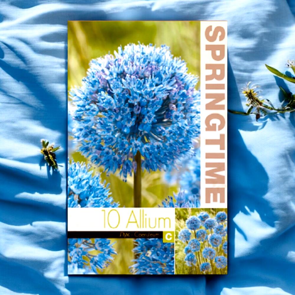بصيلات Allium Caeruleum