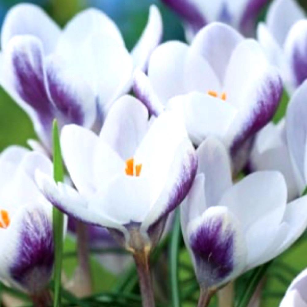 بصيلات زهرة زعفران زينة برنس كلاوس