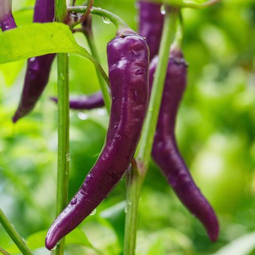 بذور فلفل حار Purple Cayenne موروثة