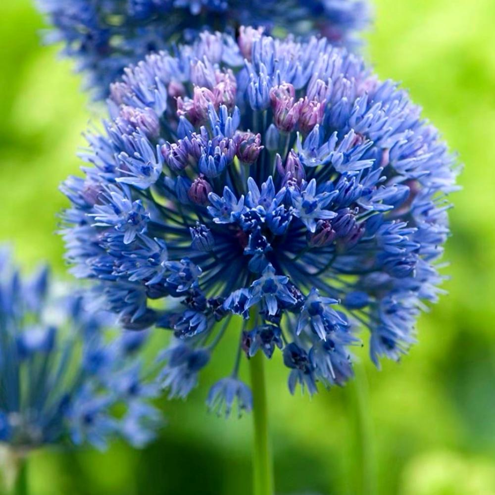 بصيلات Allium Caeruleum