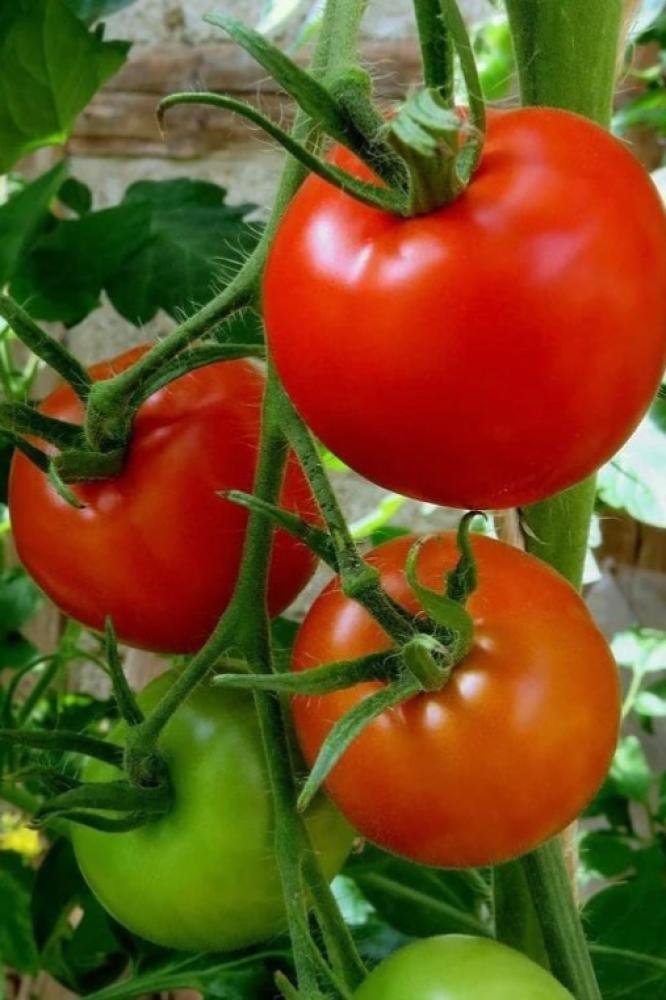 بذور طماطم سانت بيير