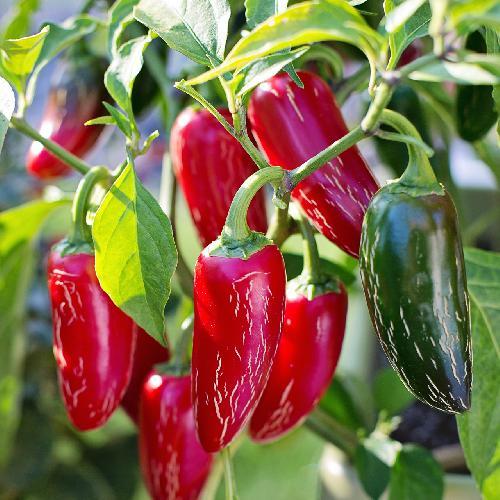 بذور فلفل Jalapeño Early هالبينو مبكر الحصاد