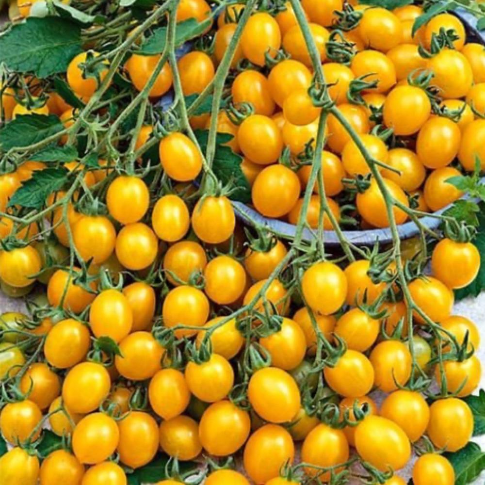 بذور طماطم كرزية صفراء ILDI