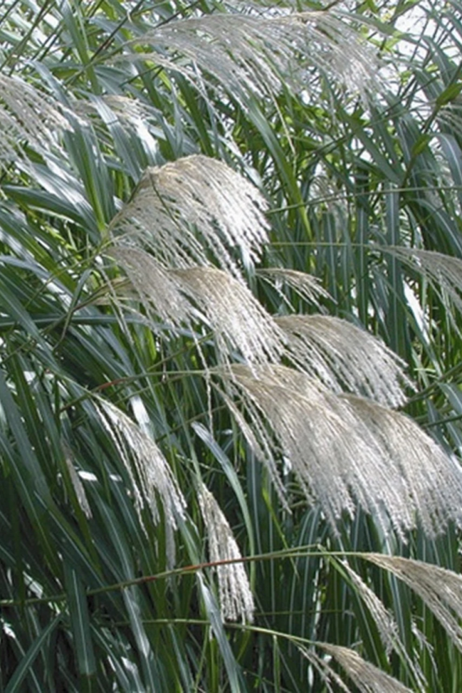بذور الحشائش الفضية اليابانية Miscanthus