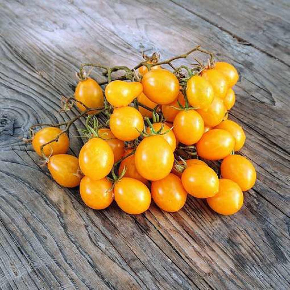 بذور طماطم كرزية صفراء ILDI