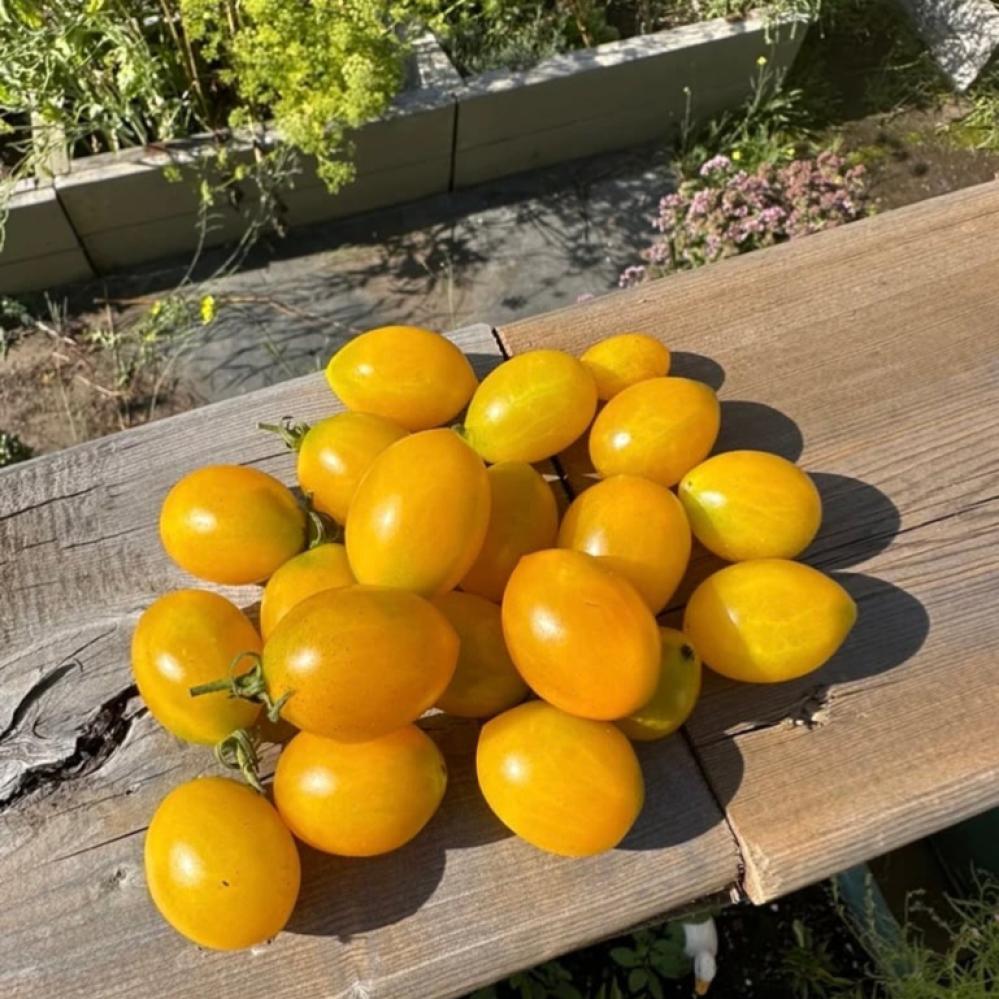 بذور طماطم كرزية صفراء ILDI