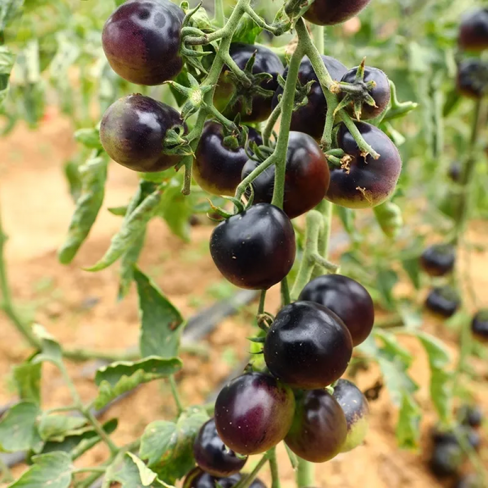 بذور طماطم  ( بلاك ديموند )
