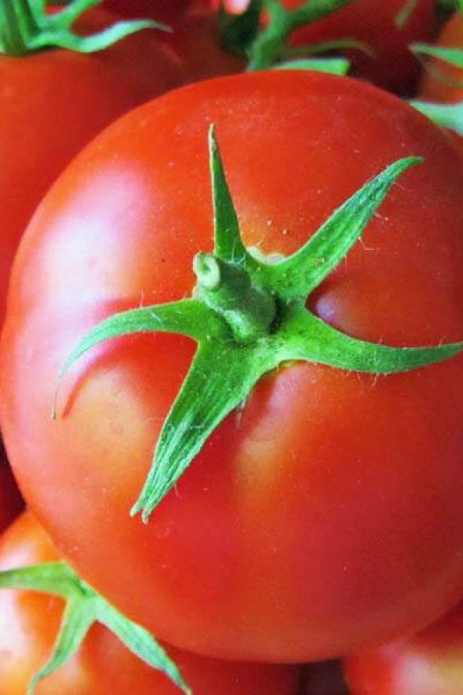 بذور طماطم سانت بيير