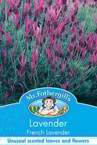 بذور الخزامى الفرنسية (french lavender)