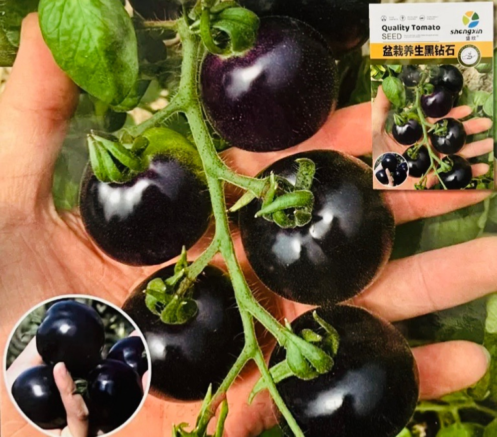 بذور طماطم  ( بلاك ديموند )