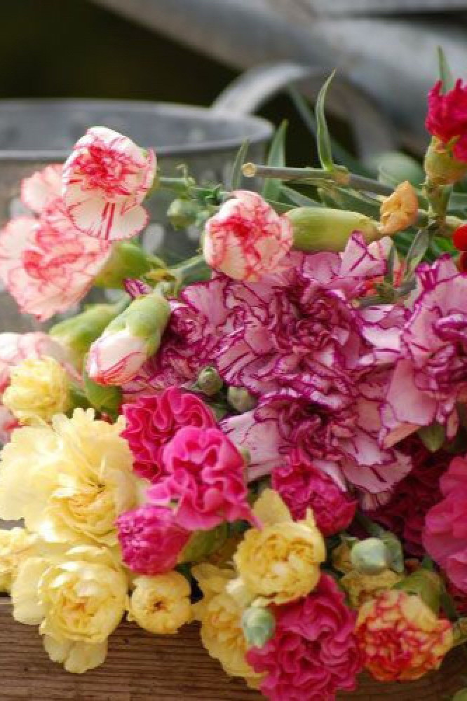 بذور خليط زهرة القرنفل