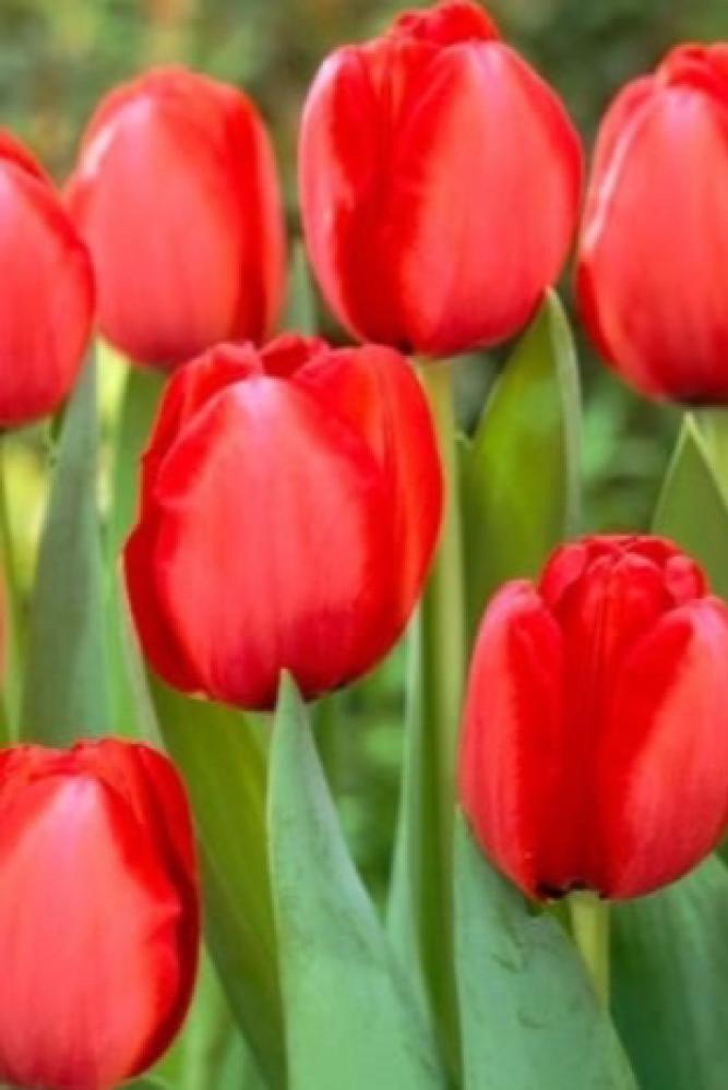 بصيلات زهرة توليب أحمر هجين داروين
