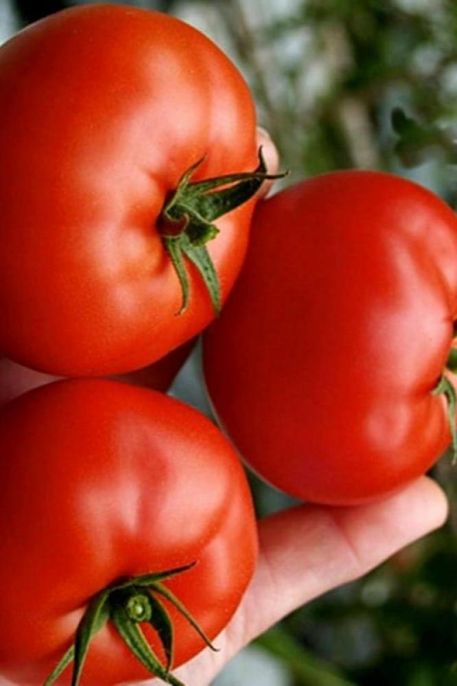 بذور طماطم سانت بيير