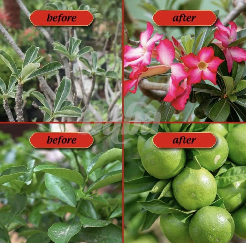 سماد عضوي للإزهار و الإثمار  mr ganick