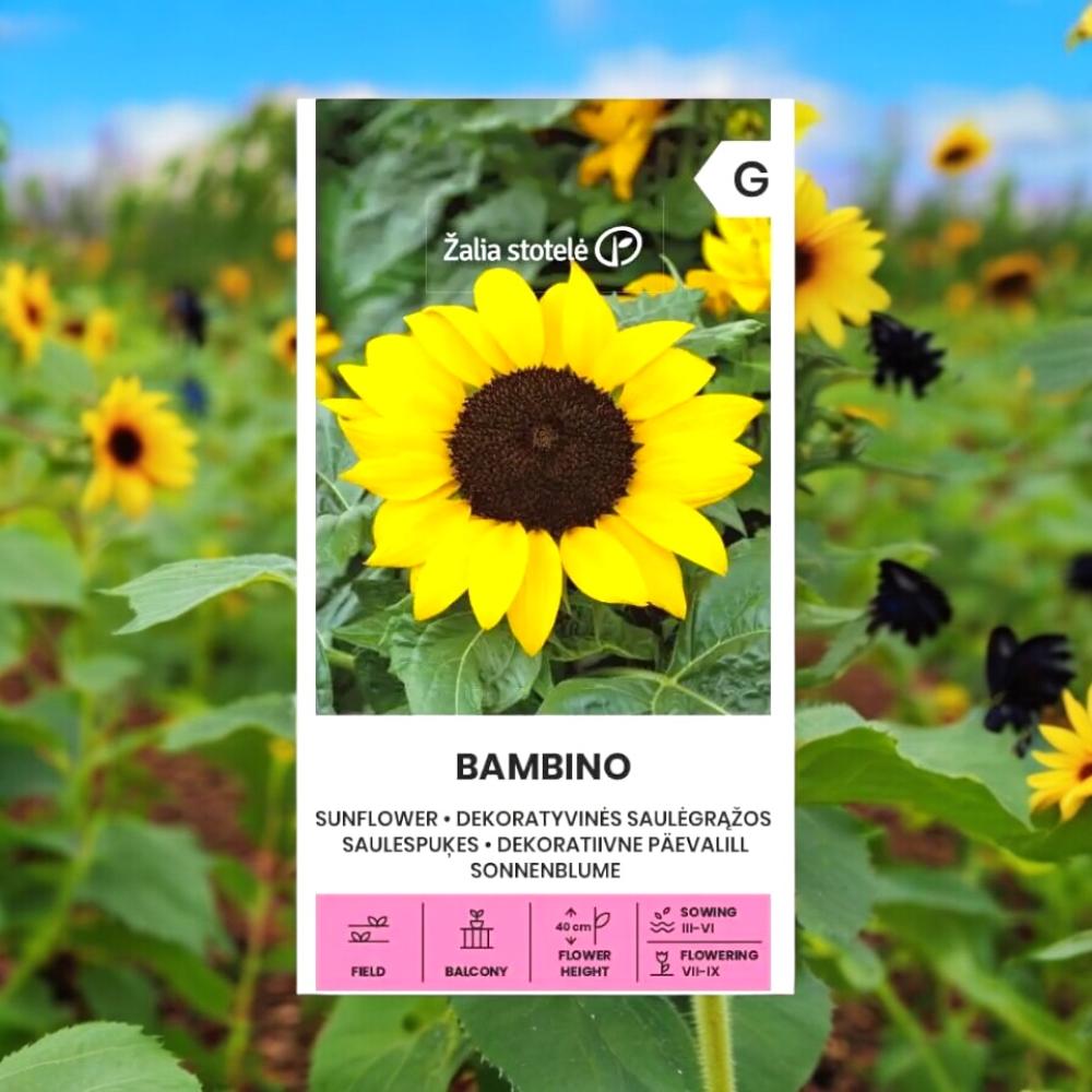 بذور دوار الشمس بامبينو القزمية