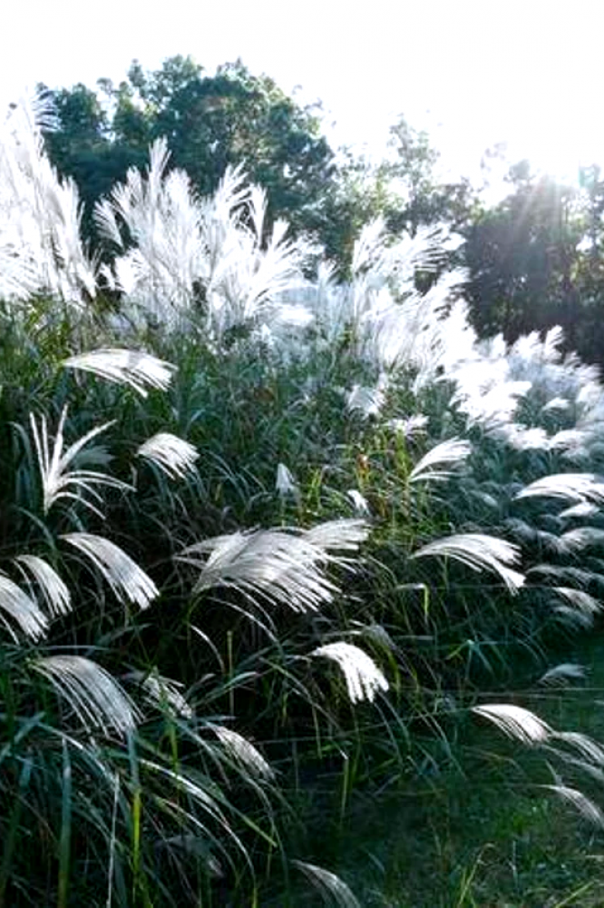 بذور الحشائش الفضية اليابانية Miscanthus