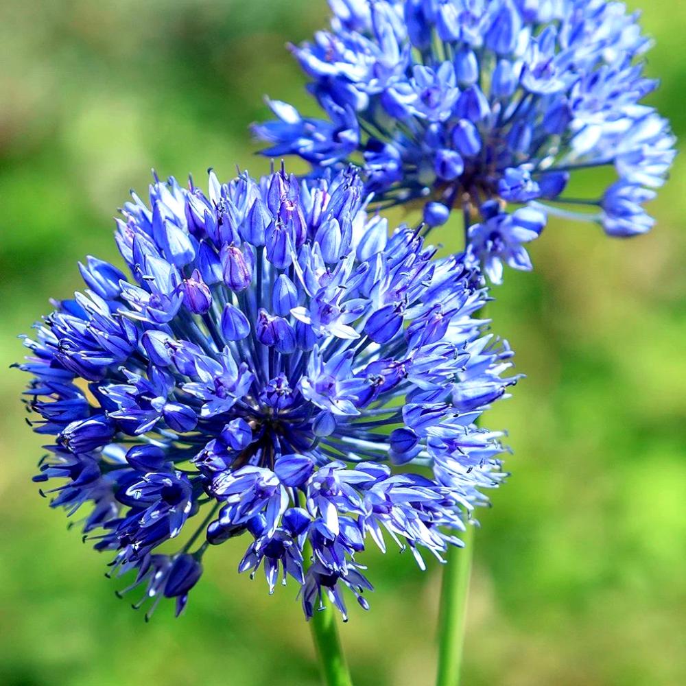 بصيلات Allium Caeruleum