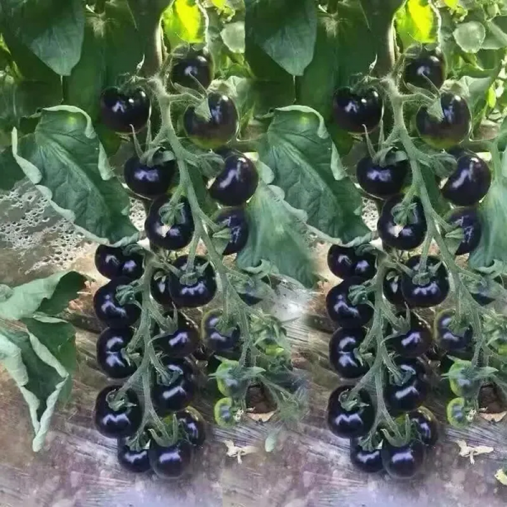 بذور طماطم  ( بلاك ديموند )
