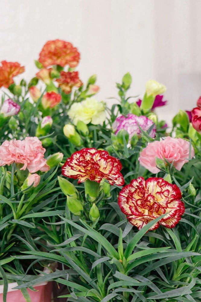 بذور خليط زهرة القرنفل