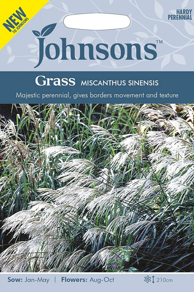 بذور الحشائش الفضية اليابانية Miscanthus