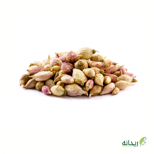 ثوم ذكر