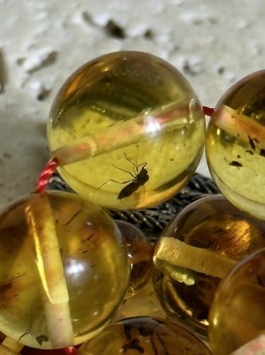 سبحه كهرمان حر حشرات طبيعية