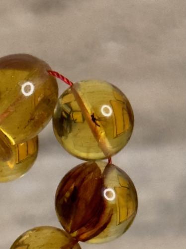 سبحه كهرمان حر حشرات طبيعية