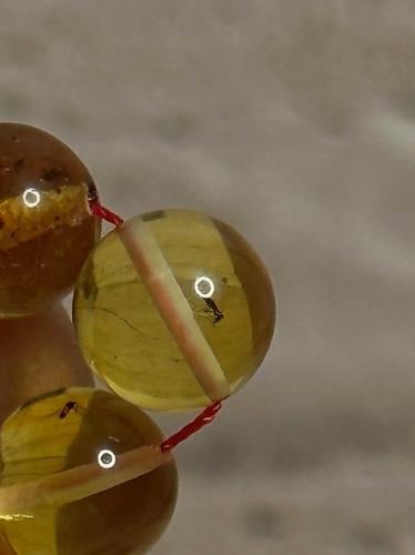 سبحه كهرمان حر حشرات طبيعية