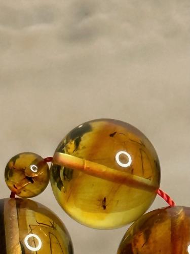 سبحه كهرمان حر حشرات طبيعية