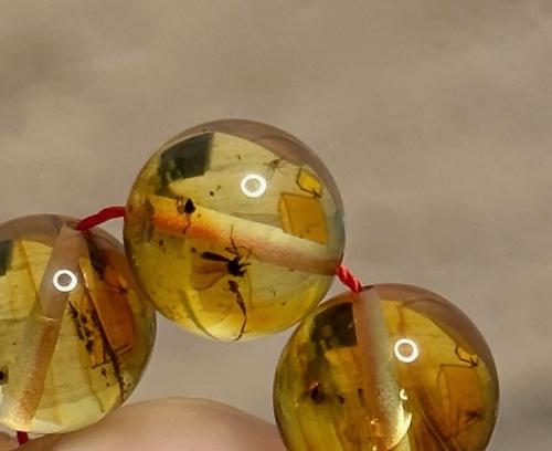 سبحه كهرمان حر حشرات طبيعية